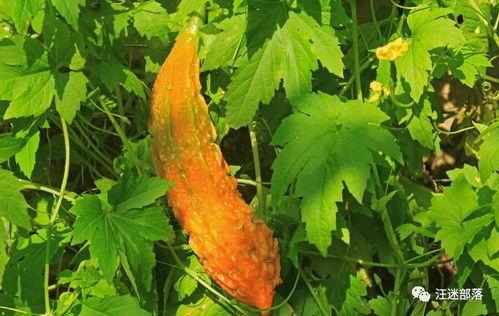 苦尽甘来娱乐吃瓜酱